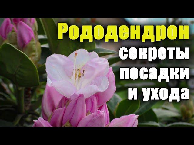 Рододендрон, как ухаживать? Секреты посадки и выращивания. Азалия уход.