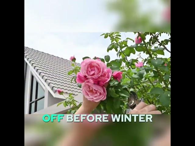 Fall Pruning Tips: Protect Your Roses from Frost