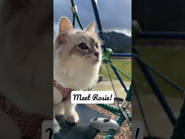 I Take My Cat WHERE?! #cat #pets #vlog #outdoors #cute
