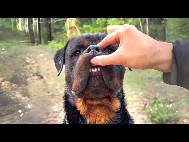 Rottweiler  The Truth About Their Health!