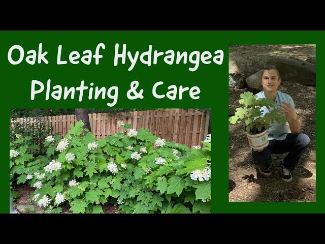 Oak Leaf Hydrangea - How to Plant & Care for Hydrangea quercifolia