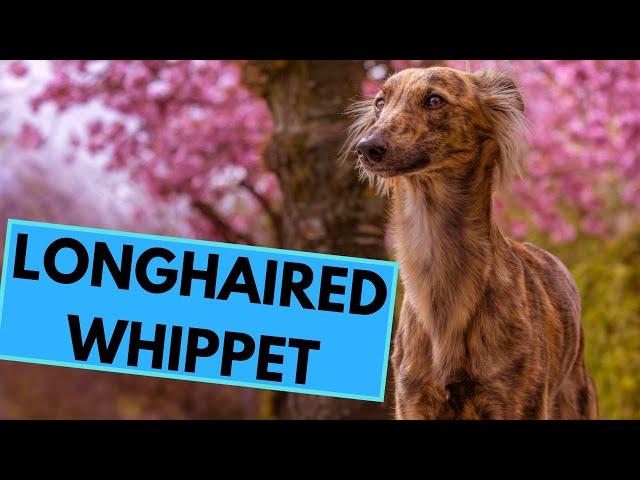 Longhaired Whippet - Silken Windsprite - Facts and Information