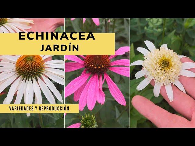 Echinacea: variedades y reproducción  ¡Perfecta para el jardín! - Jardinatis