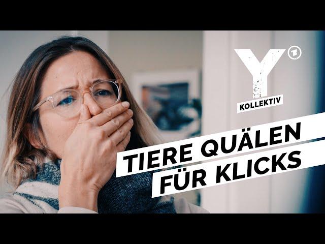 Tierquälerei auf Social Media: Wer steckt dahinter? | Y-Kollektiv