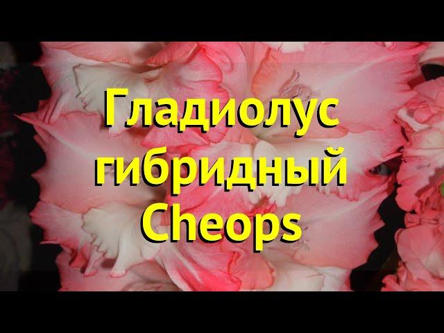 Гладиолус гибридный Чопс. Краткий обзор, описание характеристик, где купить луковицы Cheops