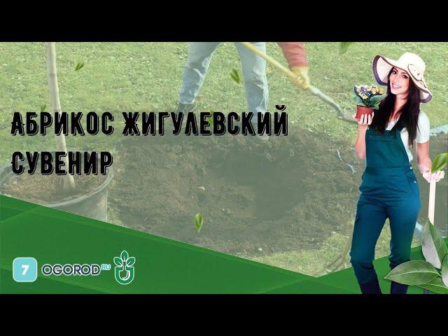 Абрикос Жигулевский Сувенир