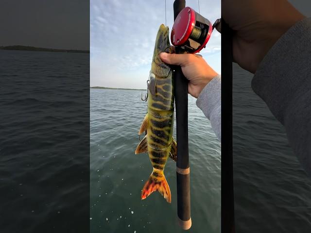 Fishing the worlds biggest lure!