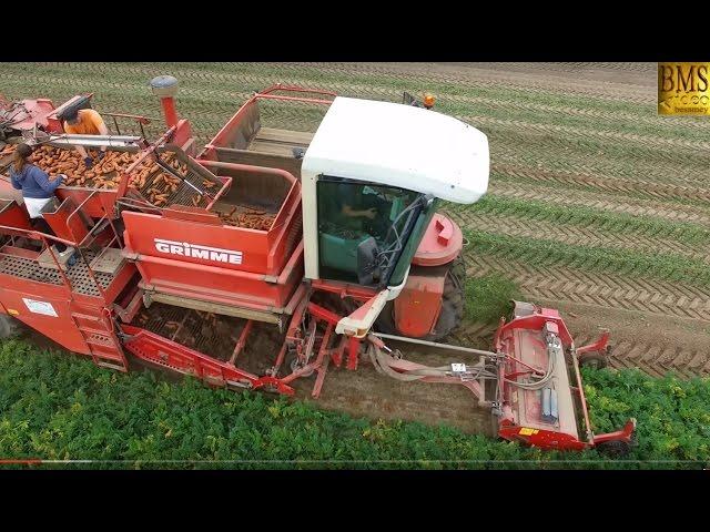 Möhren roden mit Grimme Selbstfahrer SF 170-60- ernten - Möhrenernte Niedersachsen - beet harvester