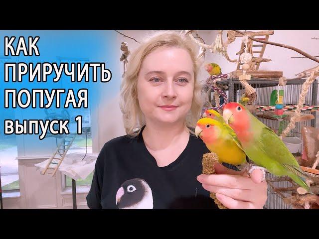 КАК ПРИРУЧИТЬ ПОПУГАЯ | ОСНОВЫ ПСИХОЛОГИИ