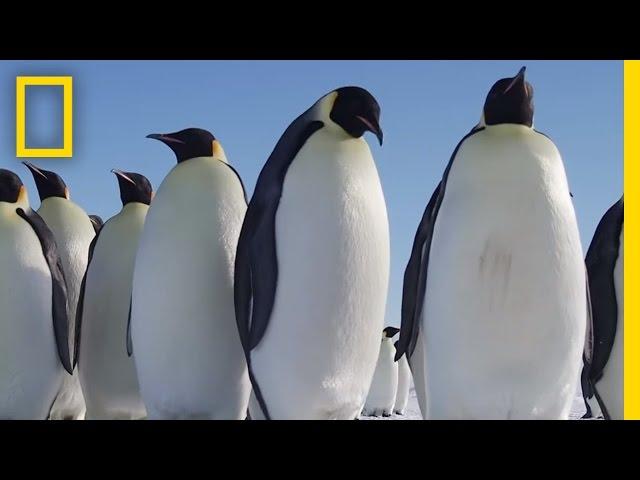 All About the Emperor Penguin | Continent 7: Antarctica