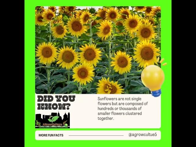 IG 1 1 did you know 1- #agrowculture #gardenvegetables #gardenplants #urbangarden