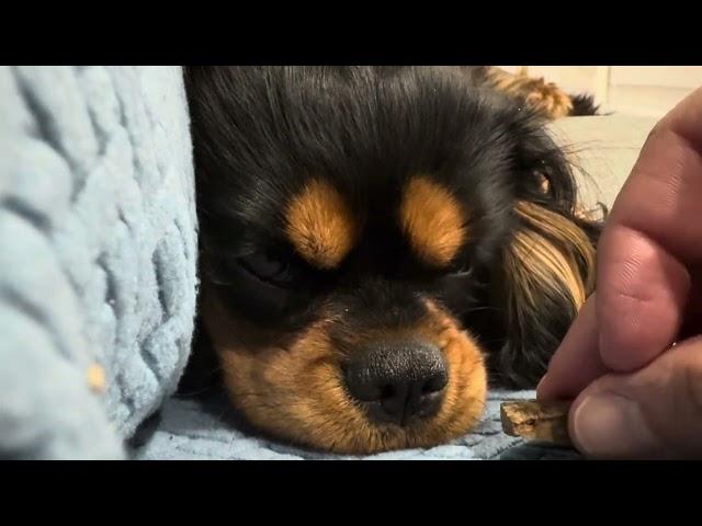 Waking dog up with food (He wasn’t complaining)