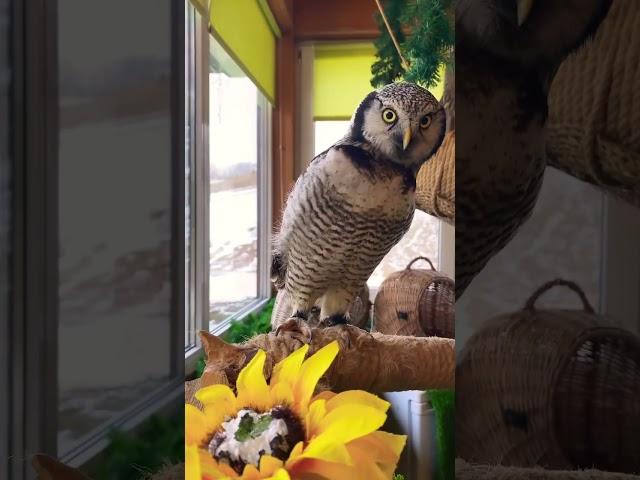 Пикассо очень любопытный ястребиный сов)) #музейсовушек #owl #филосовия #токсово #сова