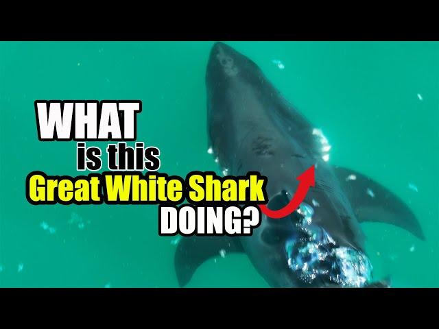 Why Is This Great White Shark Shaking Like This?-Monthly Wrap-Up