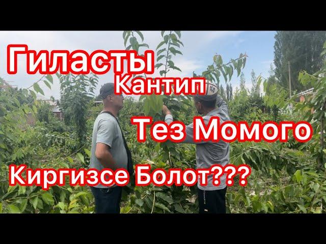 Гиласты Кантип Тез Момого Киргизсе Болот???