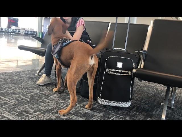 Panic/Anxiety Service Dog Alert on video.