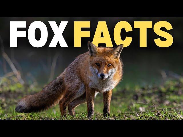 20 Fox Facts That Break All The Rules