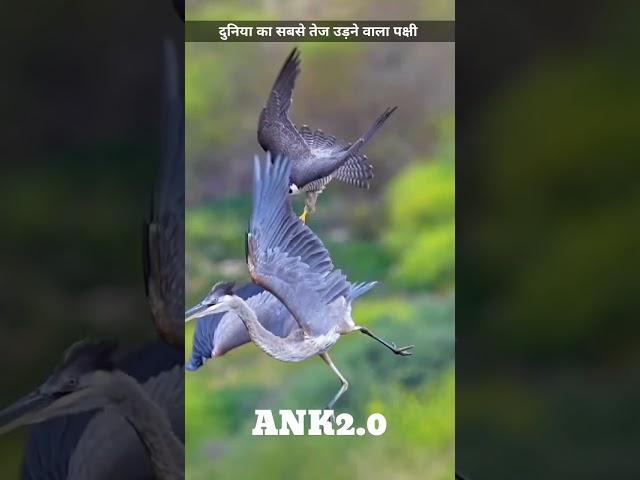 #paragon #falcon #speech #birds #earth #paragonfalcon #attack #hindifacts #video