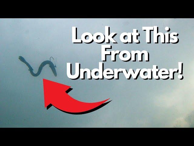 Inu Rig Underwater Footage! See it on the Drop, Bottom, and Swimming.