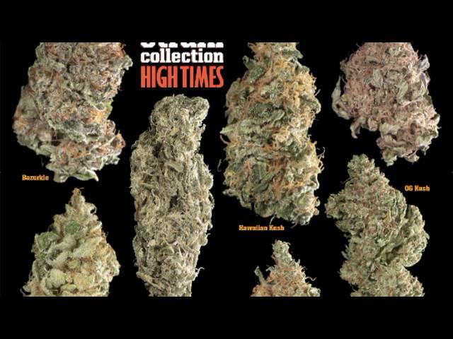 Seeds & Strains Guide 2010