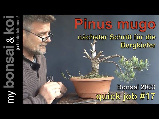 Bonsai 2023-33 - quick job #17 - Bergkiefer - Pinus mugo - die nächsten Schritte zum Überleben