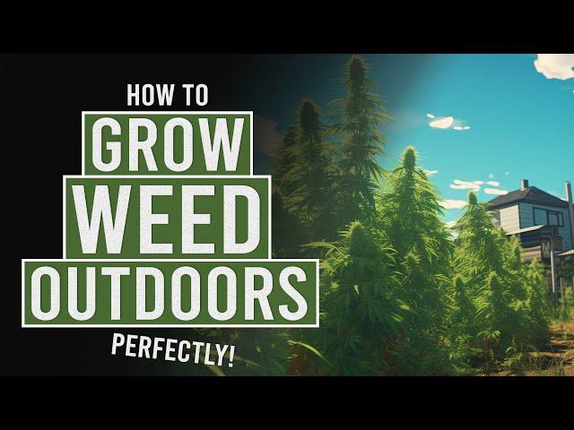 How To Grow Cannabis Outdoors!