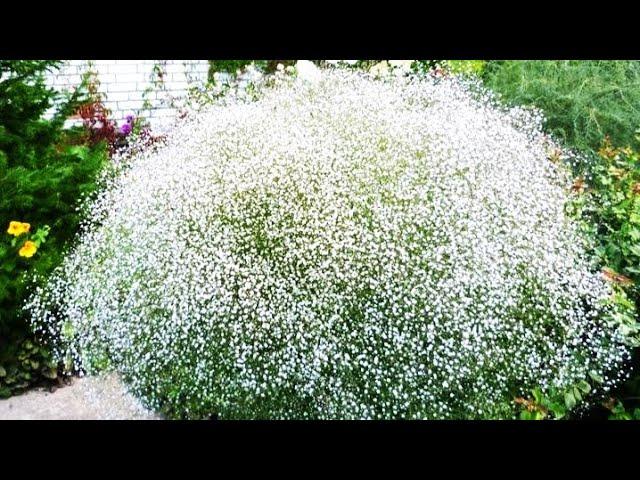 Super plant - puffy flowering cloud with minimal care