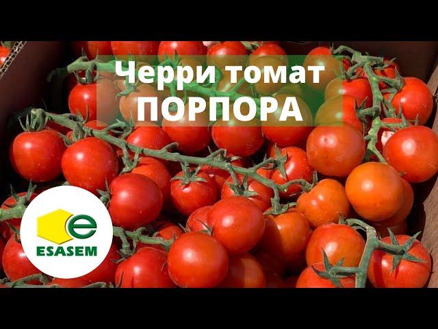 Черри-томат Порпора от Esasem. Урожай в открытом грунте 2022.