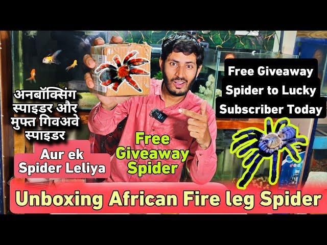 Unboxing African Fire leg Tarantula Spider &  Spider Giveaway, Bought another spider today