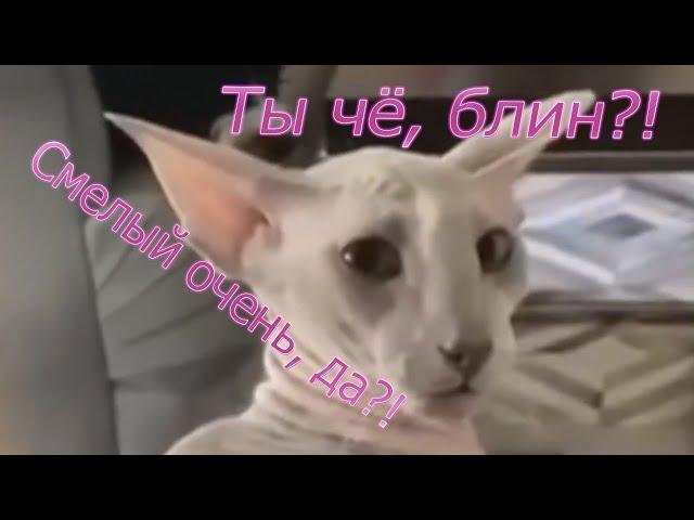 В зад укусил (кошачий мем)