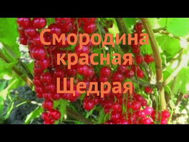 Смородина красная Щедрая (ribes rubrum)  Щедрая обзор: как сажать, саженцы смородины Щедрая