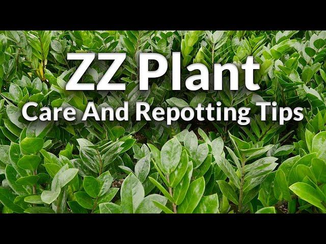 The Awesome ZZ Plant: Care & Repotting Tips / Joy Us Garden