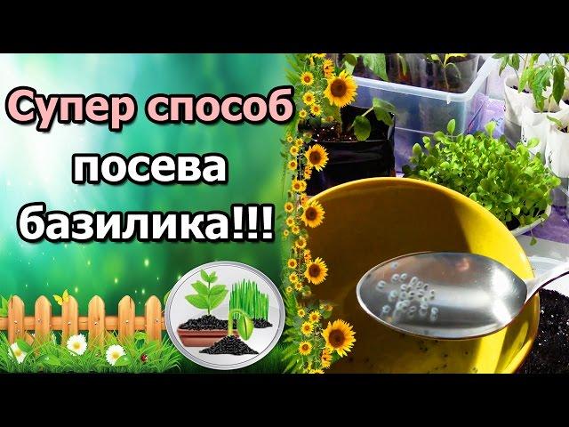 СУПЕР ПРОСТОЙ СПОСОБ! ПОСЕВ БАЗИЛИКА ПОСЛЕ ЗАМАЧИВАНИЯ.