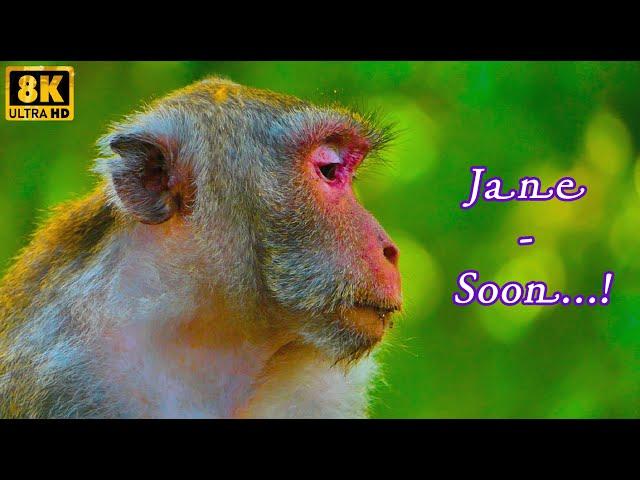 Updating!  Jane will to Quite​ Mommy Monkey..... | MONKEY Jenifer