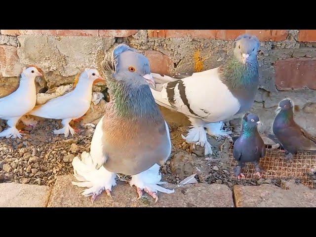 Голуби Сергея. Обзор Ленинаканских голубей разных мастей. Overview of Leninakan pigeons