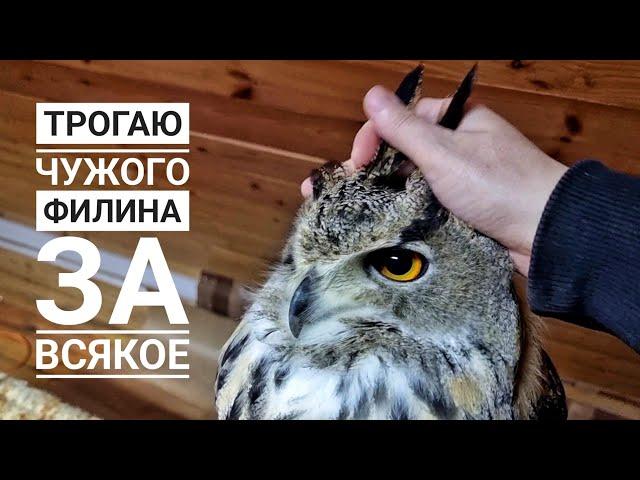 I got a friendly eagle owl Nafanya! And our friend and colleague Sergey Yartsev got the button!