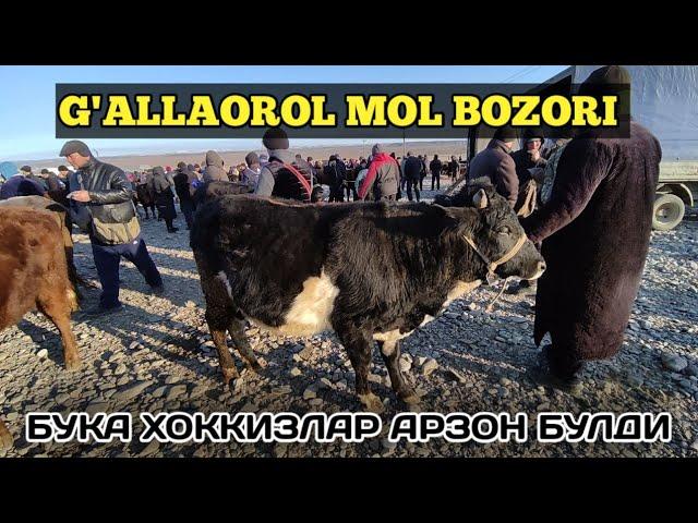 Buqa xo'kkiz narxlari Jizzax Gallaorol juma bozori / Жиззах Галлаорол жума бозори хоккиз нархлари