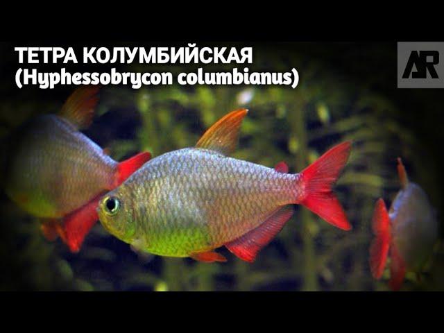 Тетра Колумбийская | (Hyphessobrycon columbianus).