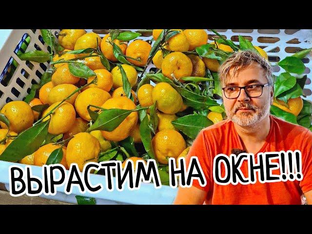 Как вырастить МАНДАРИН из магазина ДОМА! Легко и Просто! Прививка или укоренение бесплатных черенков