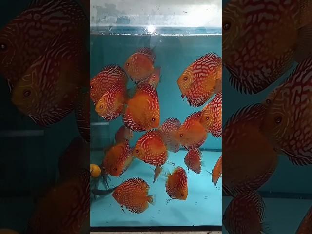 Дискусы, дешевле не найдете. #дискусы #аквариумныерыбки #аквариум #aquarium #discus #разводня #fish