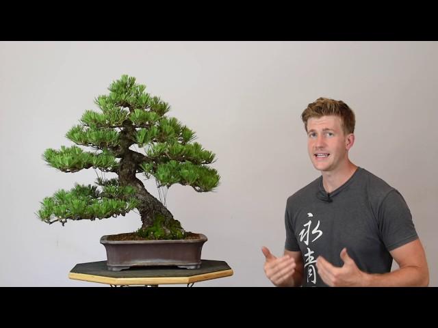 How to Refine Japanese Black Pine | Bonsai-U