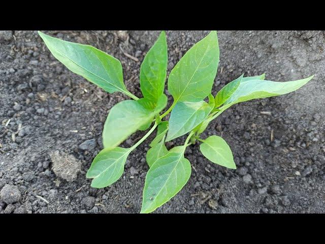 How to plant pepper seedlings in open ground, two peppers in one hole