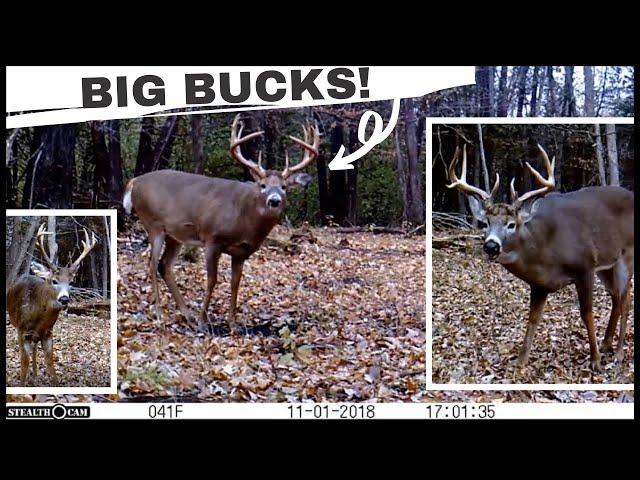 My 10 BEST Whitetail Deer Buck Clips | Trail Cam Videos