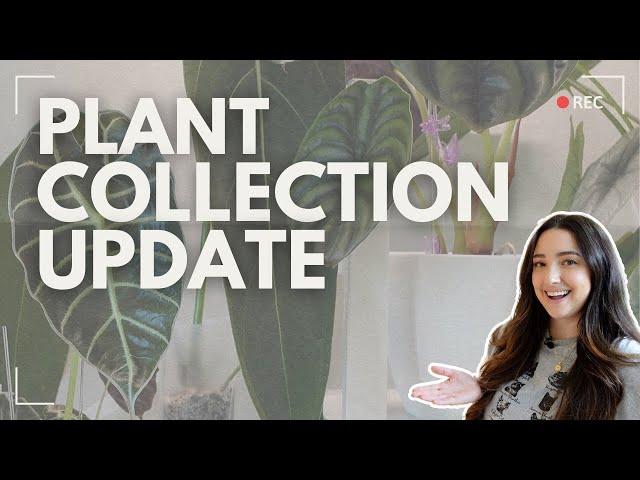 My Latest Houseplant Collection Update Summer 2024 Edition! 