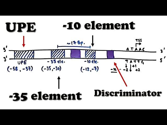 Prokaryotic Transcription - Promoter Structure and Organization