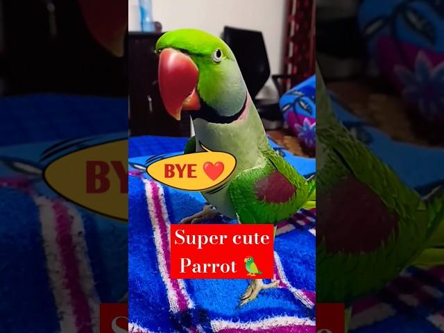 Parrot Pablo - प्यारी Bye #shorts #parrot #funny #cute