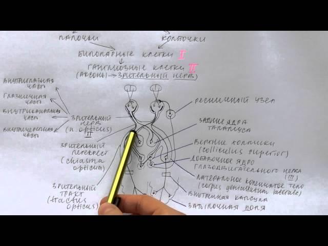 Билет 035. ЗРИТЕЛЬНЫЙ АНАЛИЗАТОР, ЕГО ЧАСТИ. ВТОРАЯ ПАРА ЧЕРЕПНЫХ НЕРВОВ.