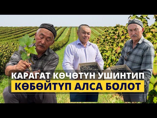 Карагат баккан дыйкан ач калбайт! Көчөт жасоонун сырлары.