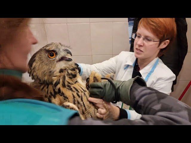 X-ray of Eagle owl Yoll before treatment and after 2 months. Owl at the Vet @RedTabby