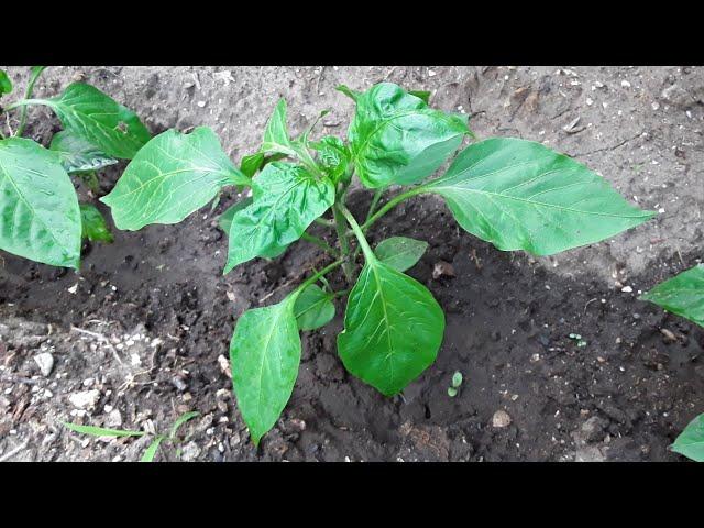 Срочное спасение сладкого перца. 11.06. 2021 г. Urgent rescue of sweet pepper.